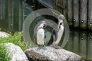 Humboldt Penguin, Spheniscus humboldti in a park