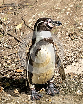 Humboldt Penguin, Spheniscus humboldti in a park