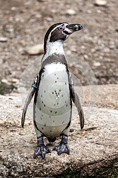 Humboldt Penguin, Spheniscus humboldti in a park