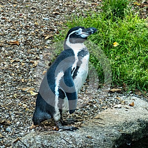 Humboldt Penguin, Spheniscus humboldti in a park