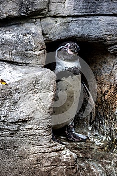 Humboldt Penguin, Spheniscus humboldti in a park