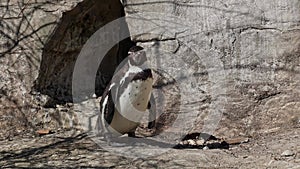 Humboldt penguin, Spheniscus humboldti or Peruvian penguin