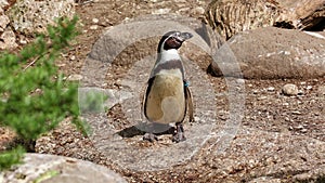 Humboldt penguin, Spheniscus humboldti or Peruvian penguin