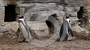 Humboldt penguin, Spheniscus humboldti or Peruvian penguin