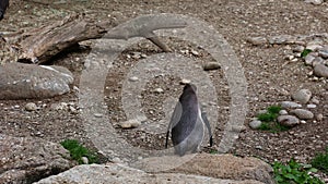 Humboldt penguin, Spheniscus humboldti or Peruvian penguin