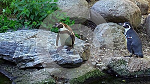 Humboldt penguin, Spheniscus humboldti or Peruvian penguin