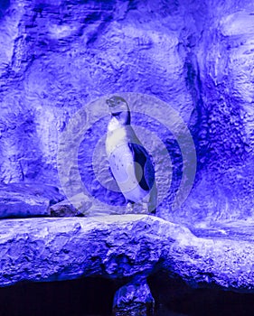 Humboldt penguin Spheniscus humboldti, Peruvian penguin, or patranca is a South American penguin