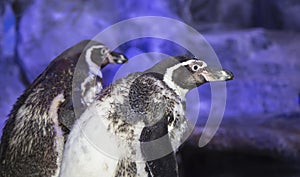 Humboldt penguin Spheniscus humboldti, Peruvian penguin, or patranca is a South American penguin