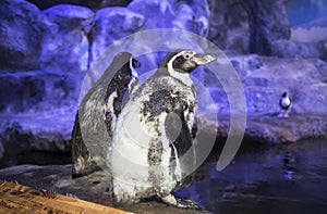 Humboldt penguin Spheniscus humboldti, Peruvian penguin, or patranca is a South American penguin