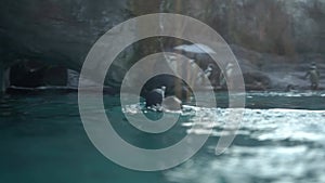 Humboldt penguin,Spheniscus humboldti or Peruvian penguin swim and diveblue water of the pool in Krakow Zoo, Poland.