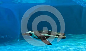 Humboldt penguin Spheniscus humboldti quickly swimming