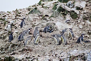 Humboldt penguin Spheniscus humboldti on the rocks of the Ballestas Islands in the Paracas National park, Per