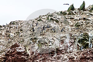 Humboldt penguin Spheniscus humboldti on the rocks of the Ballestas Islands in the Paracas National park, Per