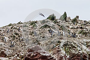 Humboldt penguin Spheniscus humboldti on the rocks of the Ballestas Islands in the Paracas National park, Per