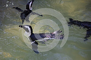 Humboldt penguin swimming at Jurong Bird Park