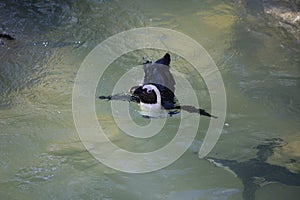 Humboldt penguin swimming at Jurong Bird Park