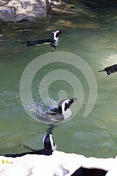 Humboldt penguin swimming at Jurong Bird Park