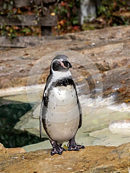 Humboldt penguin, Spheniscus humboldti, stands sleepily on the shore photo
