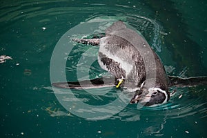 Humboldt penguin (Spheniscus humboldti) swimming under blue water