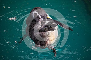 Humboldt penguin (Spheniscus humboldti) swimming under blue water