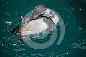 Humboldt penguin (Spheniscus humboldti) swimming under blue water