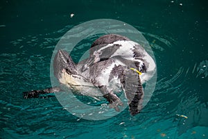 Humboldt penguin (Spheniscus humboldti) swimming under blue water