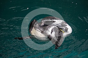 Humboldt penguin (Spheniscus humboldti) swimming under blue water