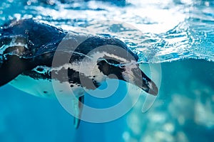 The Humboldt penguin (Spheniscus humboldti) swimming underwater