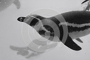 Humboldt penguin (Spheniscus humboldti) under the water