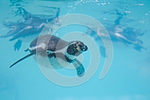 Humboldt penguin (Spheniscus humboldti) under the water