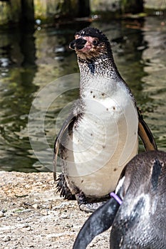 Humboldt Penguin, Spheniscus humboldti in the zoo