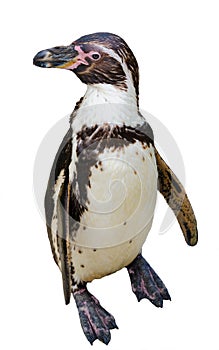 Humboldt Penguin Standing and Looking at the Camera