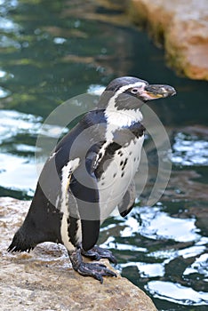 Humboldt  penguin standing near of water