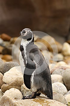 Humboldt penguin standing on a rock