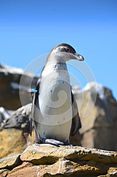 Humboldt penguin standing on a rock