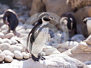 Humboldt penguin standing on stones