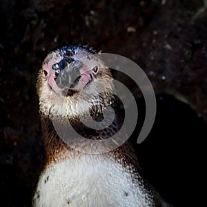 Humboldt Penguin Staring at Zoo