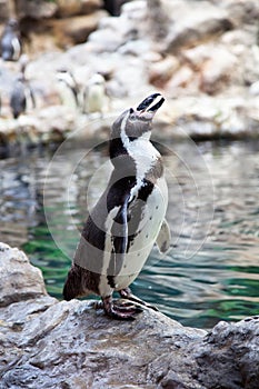 Humboldt Penguin on the stone coast