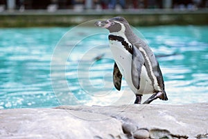 Humboldt Penguin