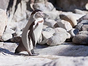 Humboldt penguin on stones