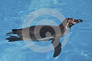 Humboldt penguin swimming