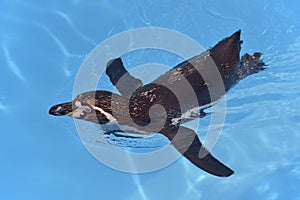 Humboldt penguin swimming