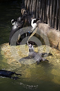 Humboldt penguin swimming at Jurong Bird Park