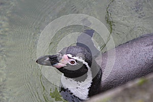 Humboldt Penguin swimming at Marwell Zoo