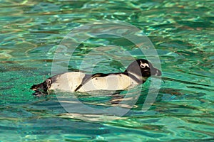 Humboldt Penguin Swimming Spheniscus Humboldti