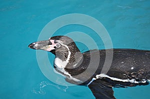 Humboldt penguin swimming on surface of blue water