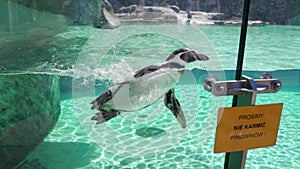 Humboldt penguin swimming under water in a man made pool in zoo