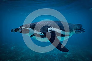 Humboldt penguin swimming underwater