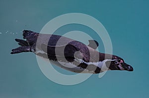 The Humboldt penguin swimming into the water