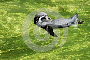 Humboldt Penguin swimming in water